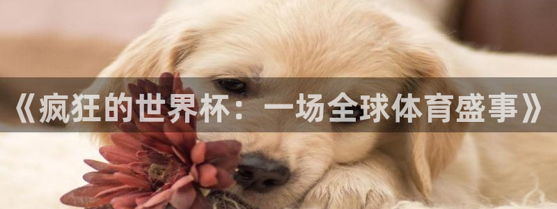 看世界杯:《疯狂的世界杯:一场全球体育盛事》